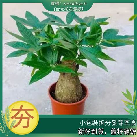 招財樹種類|發財樹有哪些？8種招財植物讓你財源滾滾 